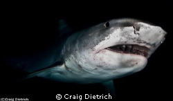 Tiger Shark in the Bahamas. Shot with a Canon 7D with a N... by Craig Dietrich 